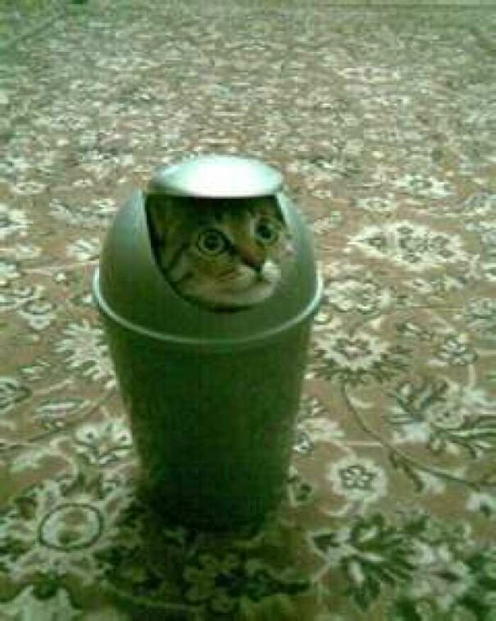 Found My Cat After Hours Of Search My House