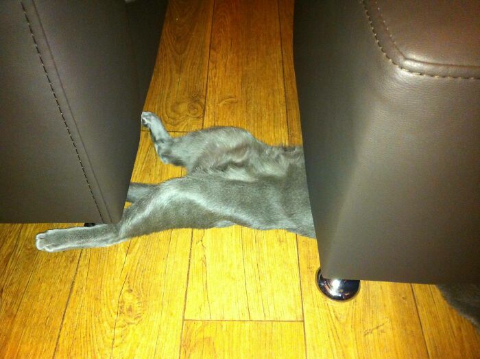 Came Home And Found My Cat Sleeping Like This...