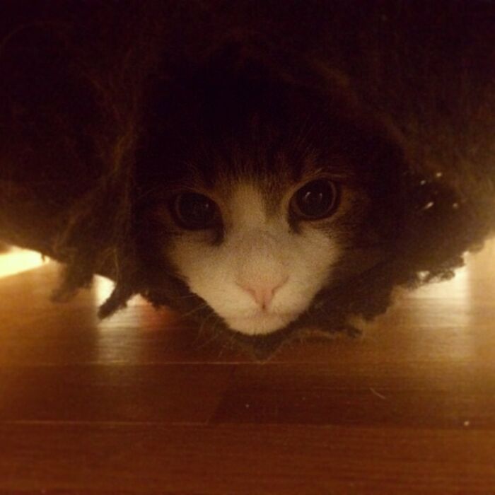 Thought My Cat Went Missing. Found Out He Made Himself A Personal Fucking Hammock Out Of Our Couch.