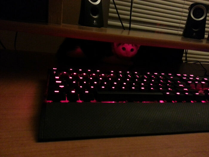 Finally Found My Cat