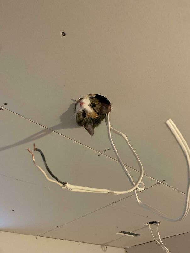 I Can Halp Electrishun?