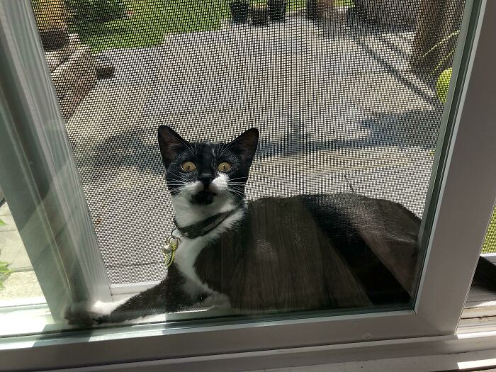 She Was Chasing A Bug And Got Stuck.