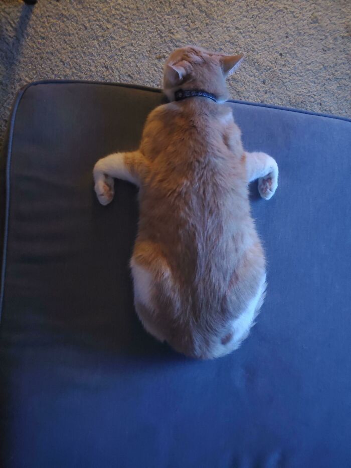 Mi gato duerme en la posición más extraña