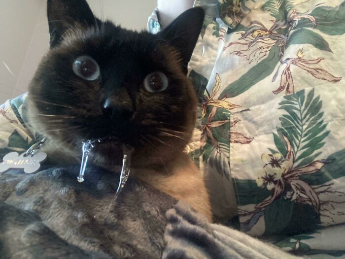 I Got Him A Fuzzy Sack To Strap Him Into Because He Wouldn’t Stop Slobbering On My Keyboard. Technically It Worked But Also Somehow Made Things Much Worse