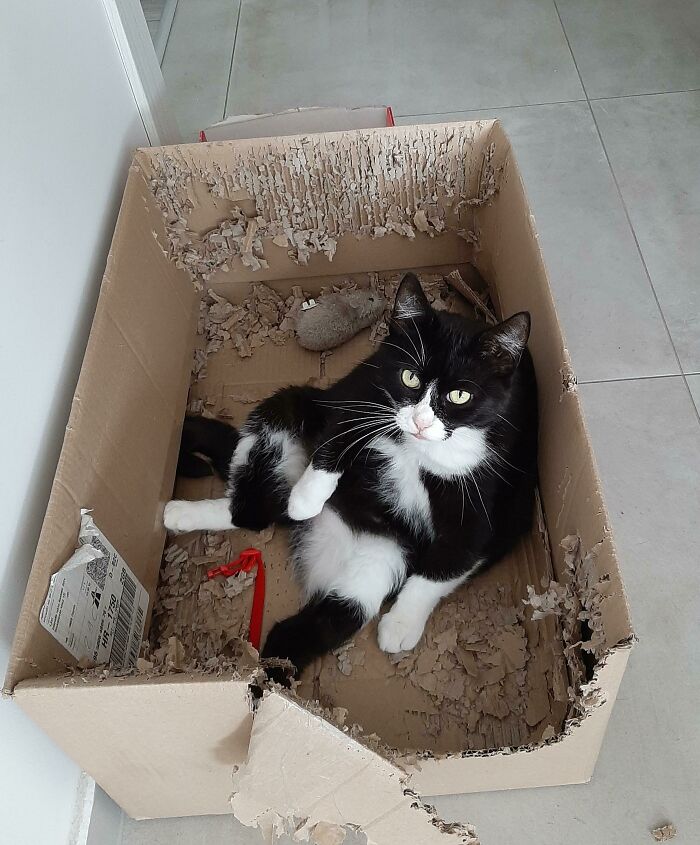 I Don't Even Know How To Caption This. She Is The Sweetest Most Mellow Cat Ever, But Give Her A Cardboard Box And This Happens