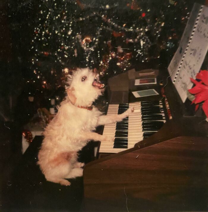 Small dog acting bizarre by playing keyboard with mouth open in front of Christmas tree decorated with lights and ornaments