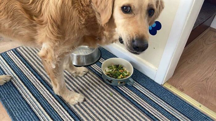 Golden retriever acting bizarrely by looking sideways while standing next to a bowl of food on a striped rug.