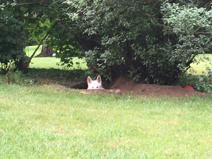 A dog partially hidden behind a bush, peeking out in a grassy yard displaying bizarre dog behavior.