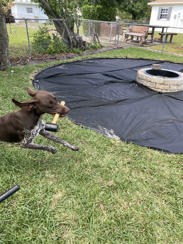 Dog acting bizarre while running on grass near covered pond in fenced backyard with fire pit and trees.