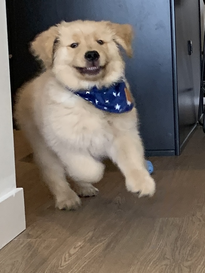 Fluffy dog wearing a blue star-patterned bandana running indoors, showing a quirky and bizarre expression.
