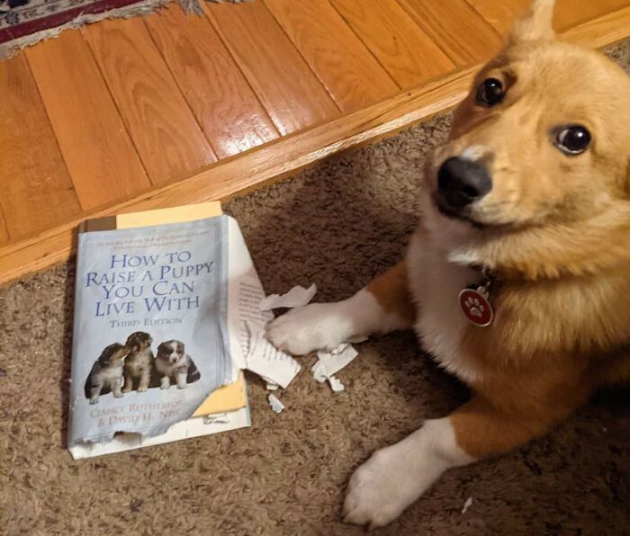 A dog sitting on carpet next to a torn book titled How to Raise a Puppy You Can Live With, acting bizarre.