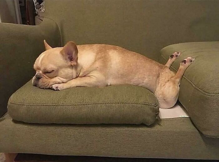 Small dog lying bizarrely on couch cushions with legs stretched up, showcasing dogs acting strange and funny behavior.