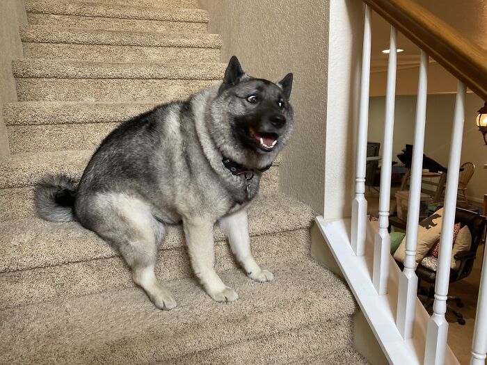 They Say That Elkhounds Are Majestic And Regal. Björn… Is Not