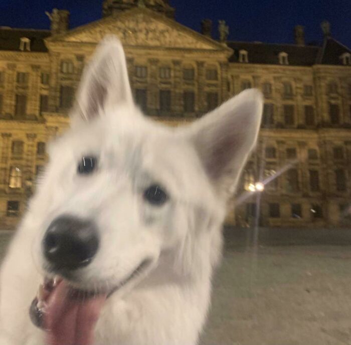 White dog acting bizarre with tongue out in front of an old building at night, capturing odd dog behavior moments.