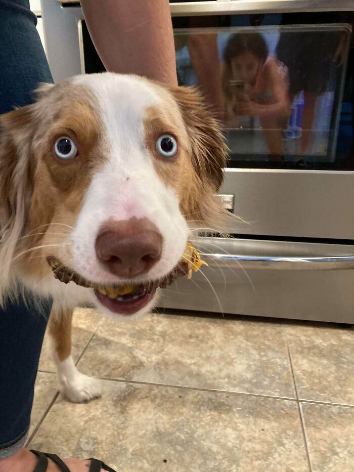Dog acting bizarre with wide eyes holding food in mouth in kitchen near person’s leg and oven door reflection.