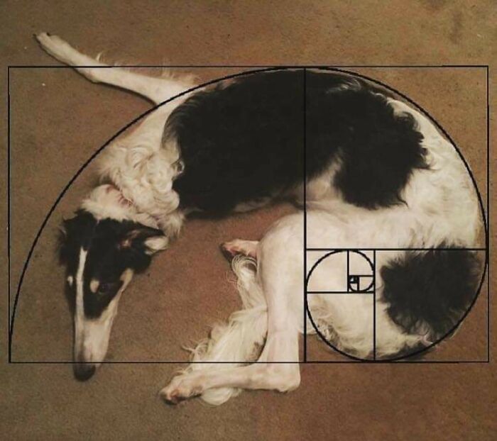 Dog lying on carpet curled to fit the golden spiral, showing a bizarre and unusual pose of a dog acting strange.