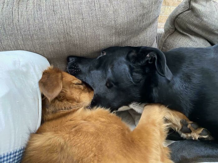Two dogs lying on a couch together, one black and one golden, displaying unusual affectionate behavior.