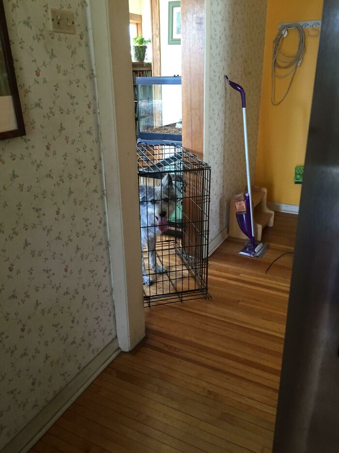 Dog acting bizarre by sticking its head out of a small cage in a room with wooden floors and floral wallpaper.
