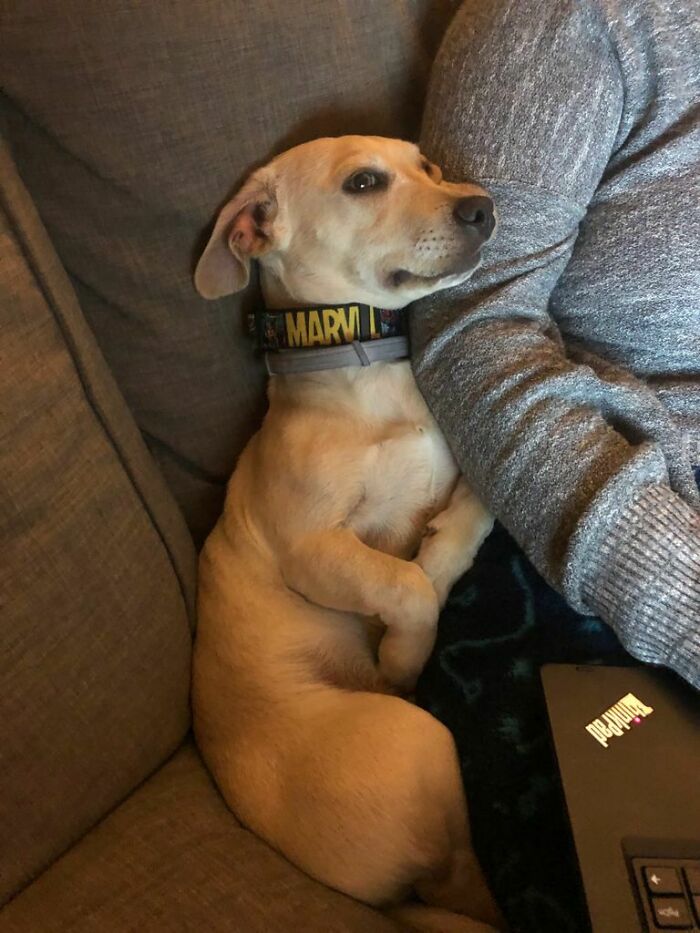 Small dog acting bizarrely by lying on a couch next to a person wearing a gray sweater, looking unusually relaxed.