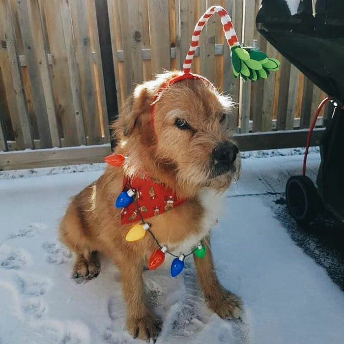 Dog acting bizarre wearing colorful Christmas lights and a festive headband sitting on snow in a backyard.
