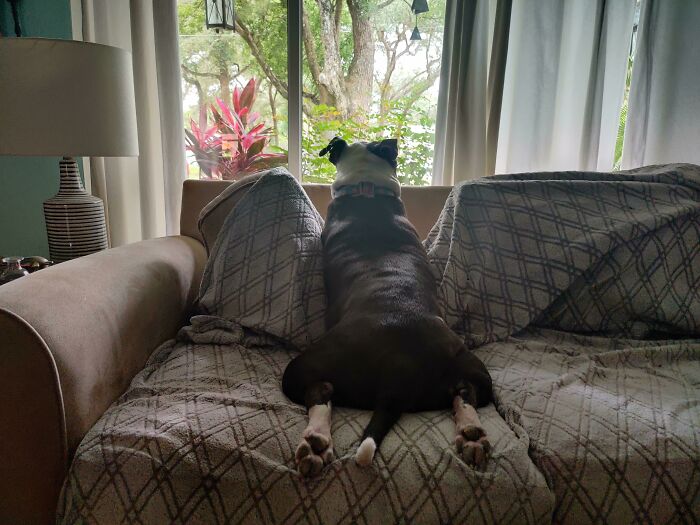 This Is How She Sits When She's Guarding The House From Thieves And Murderers