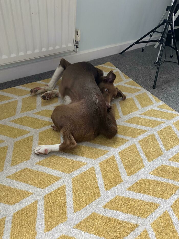 Brown dog lying twisted on a yellow patterned rug acting bizarre with wide eyes in a home setting near a radiator and tripod.