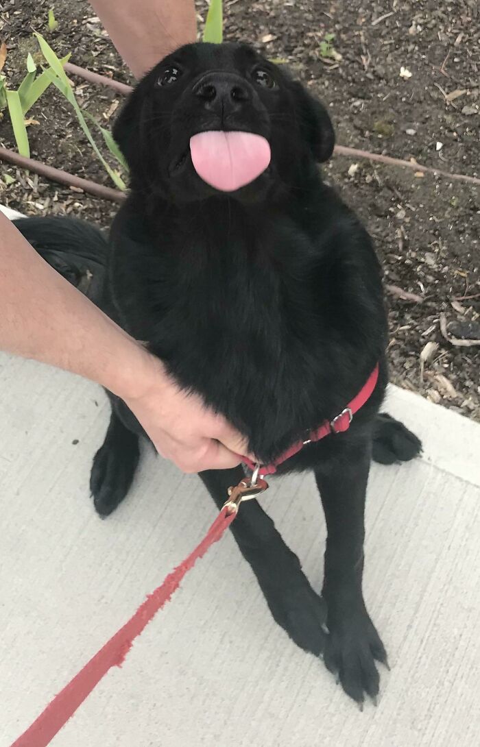Black dog on red leash acts bizarre by sticking out its tongue while being held by a person outdoors on the sidewalk.