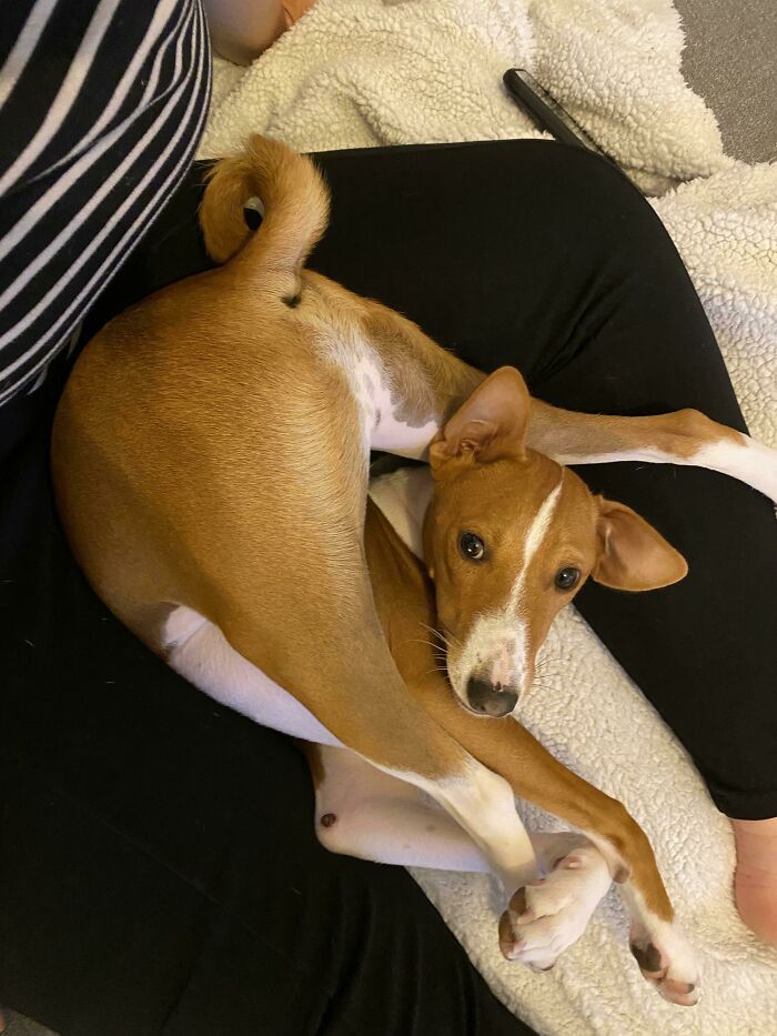Dog curled up in a bizarre position on a person's lap, showcasing unusual and funny dog behavior.