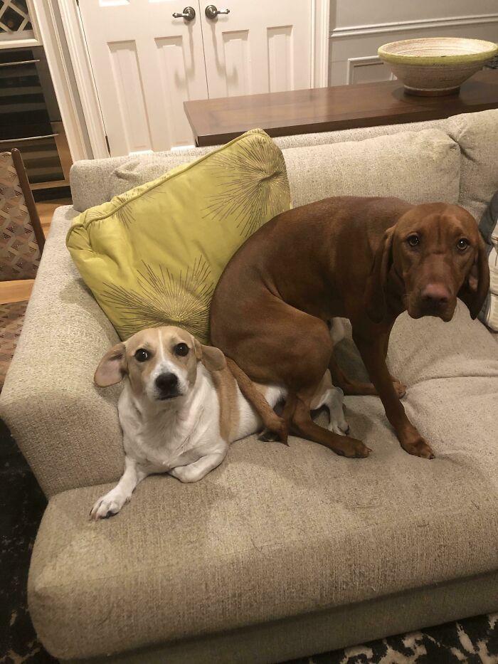 Day 1 Of Posting Weird Pictures Of My Dog