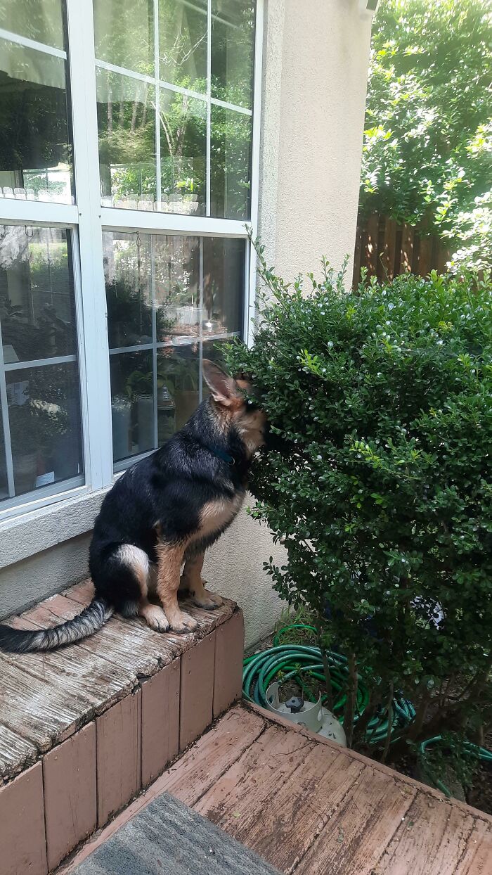German Shepherd dog acting bizarre by sitting on wooden steps and burying its face in a bush outside a house.