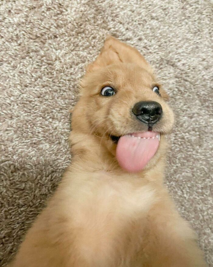 Golden retriever puppy lying on carpet with tongue out and eyes wide, showing bizarre dog behavior in a funny pose.