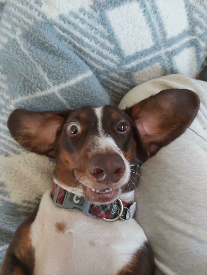 Dog acting bizarre with wide eyes and a funny expression lying on a patterned blanket showing unusual behavior.