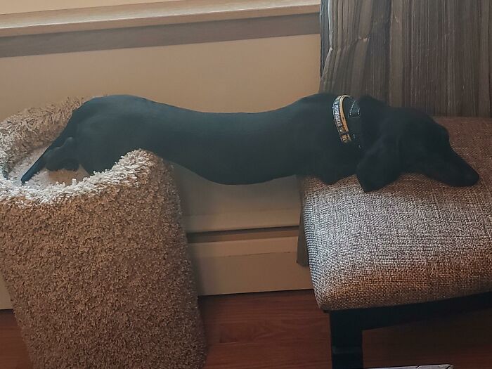 Black dog stretched between cat tower and chair, showing bizarre behavior in a cozy indoor setting.