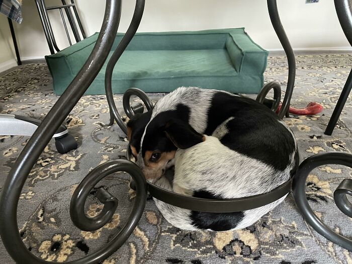 Small dog curled tightly inside a metal table base, acting bizarre by fitting into a space meant for decor or furniture.