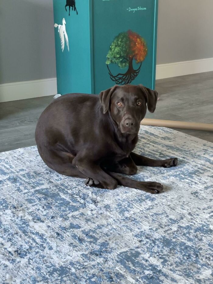 Chocolate Labrador lying oddly curled on a patterned rug, showcasing one of the dog's bizarre behaviors inside a home.