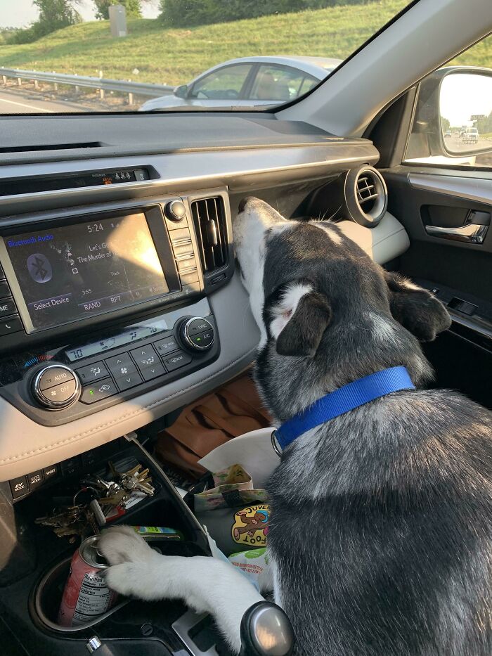 Dog acting bizarre with paw on a soda can in car cup holder, sitting in front passenger seat wearing a blue collar.