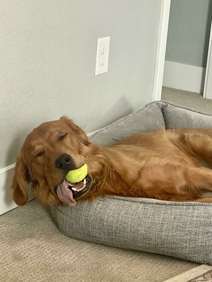 Golden retriever acting bizarre lying in dog bed with tennis ball in mouth and tongue hanging out indoors.