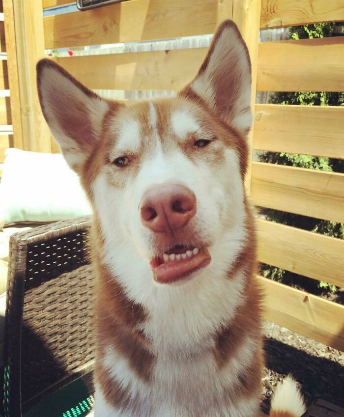 Siberian Husky dog making a bizarre facial expression while sitting outdoors on a wicker chair.