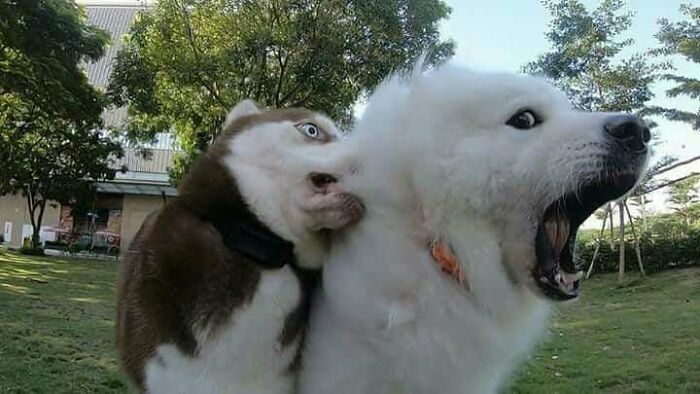 Two dogs in a park with one acting bizarrely by leaning its head awkwardly against the other dog’s neck.