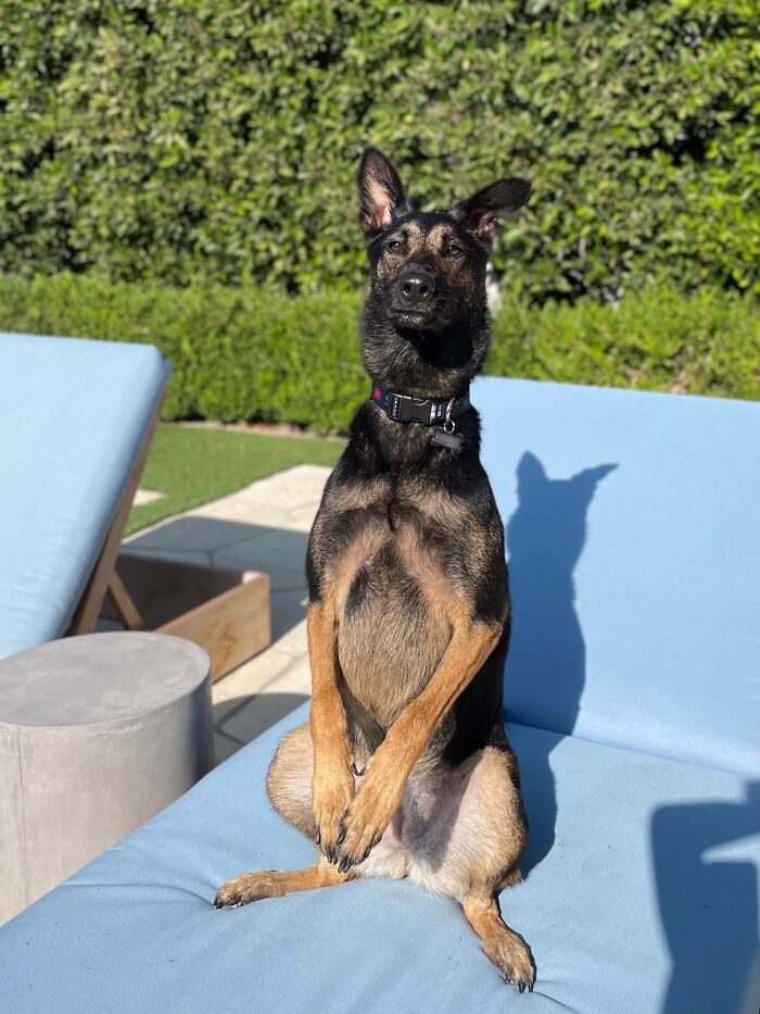 Yes. That’s How You Sit In A Chair