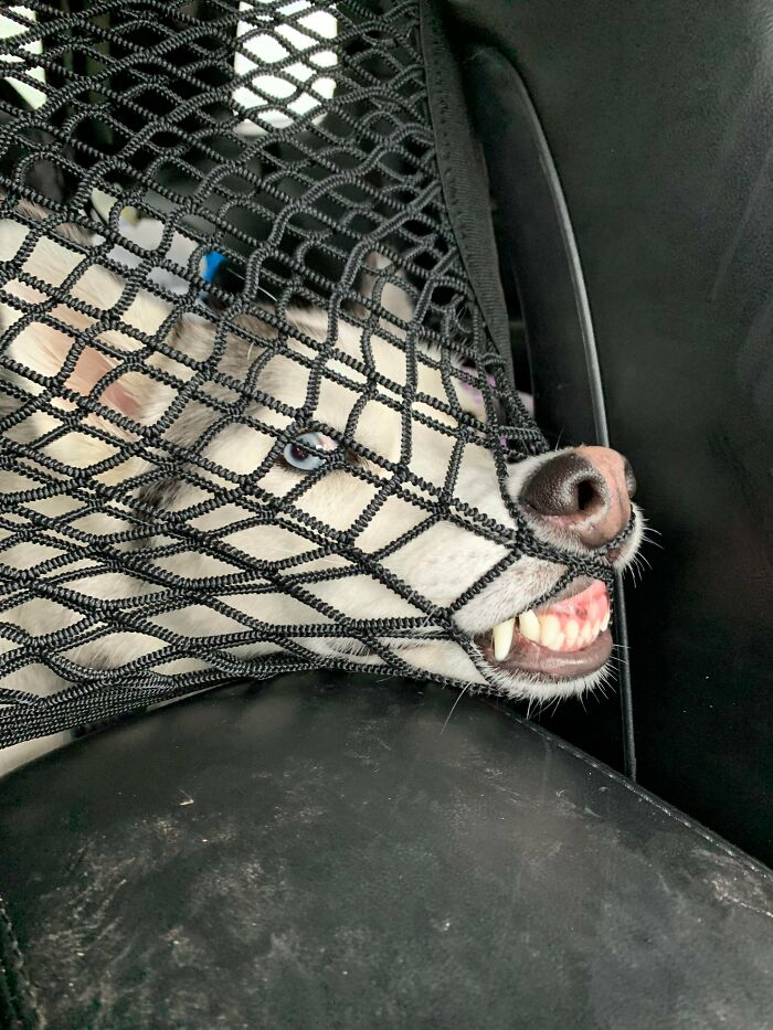 Dog caught in a car net with teeth showing, acting bizarre while lying on a black car seat in a funny way.