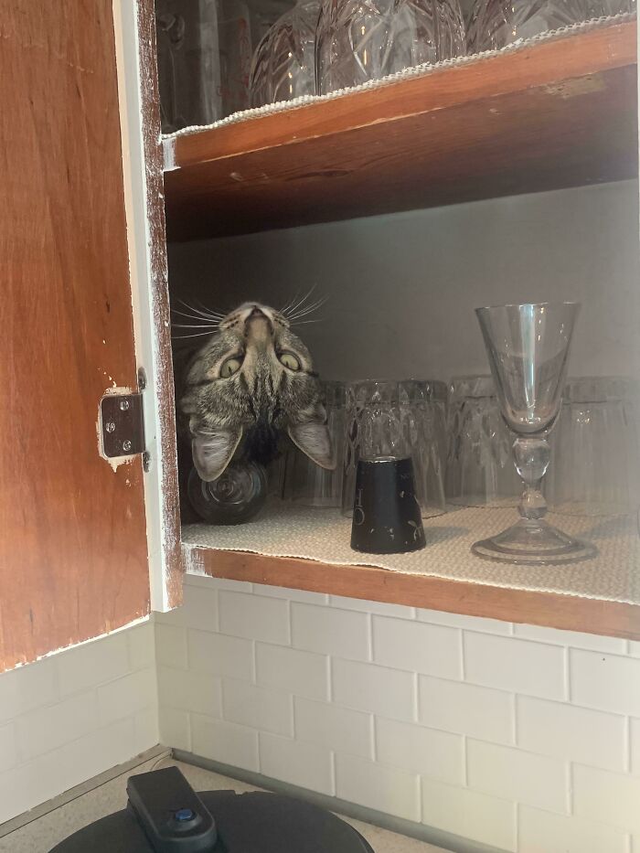 Opened The Cabinet To Get A Glass And Nearly Jumped Out Of My Skin