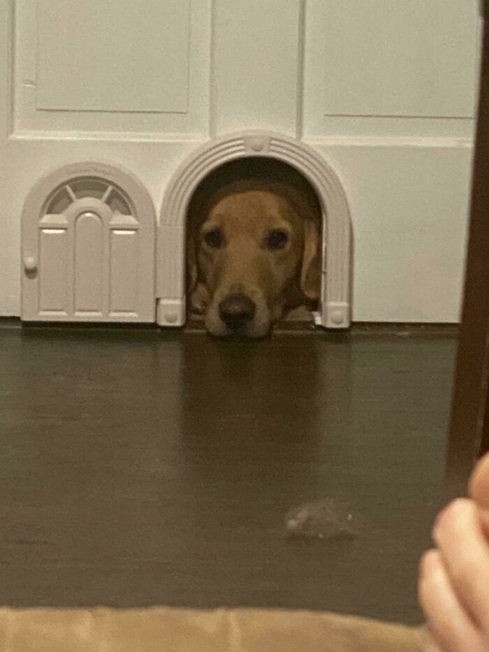 Cat Door For The Office. Someone Is Upset…