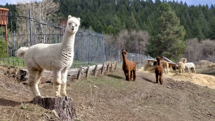 He Thinks He's A Goat