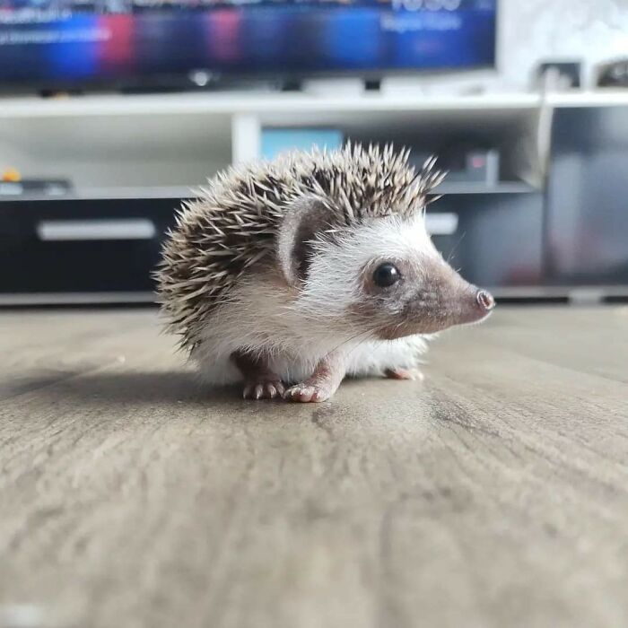 Cute rescue hedgehog on wooden floor indoors, one of many wholesome rescue pet pics to heal your soul.