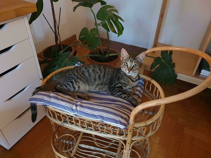 Tabby rescue cat resting on a striped cushion in a cozy indoor setting with plants nearby, showcasing wholesome rescue pet pics.