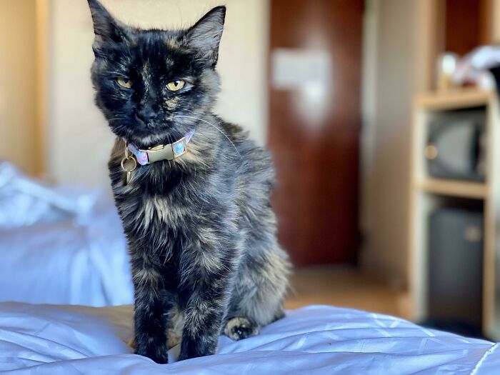Tortoiseshell rescue cat sitting on a bed, wearing a collar in a cozy indoor setting, capturing wholesome rescue pet vibes.