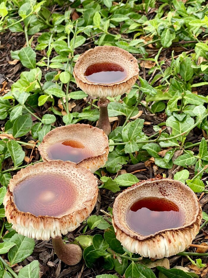 Budines campestres de Yorkshire con salsa