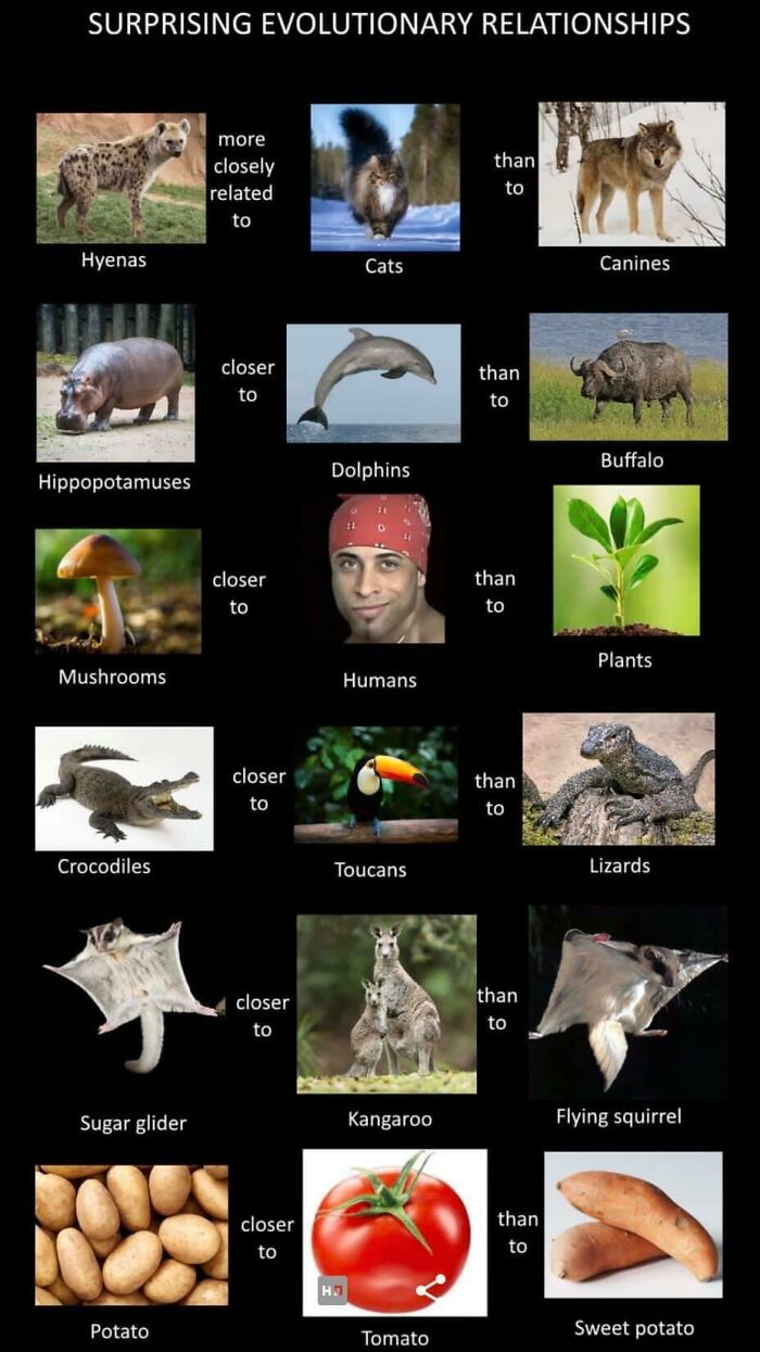 Interesting Visual About Genetic Similarities