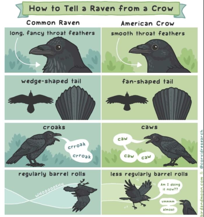 Is That A Crow Or A Raven? Now You’ll Know